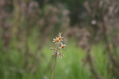 Tulbaghia acutiloba