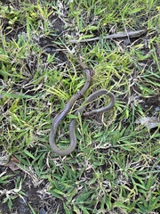 Psammophis mossambicus