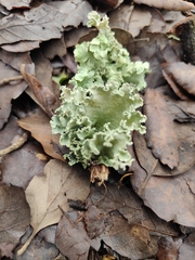 Parmotrema hypoleucinum