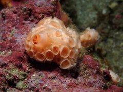 Hemimycale columella