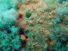 Hemimycale columella
