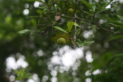 Diospyros simii