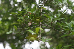 Diospyros simii