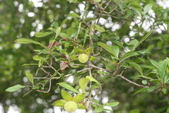 Diospyros simii