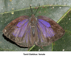Arhopala bazaloides