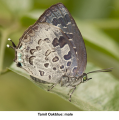 Arhopala bazaloides