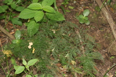 Asparagus setaceus