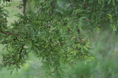 Vachellia tortilis