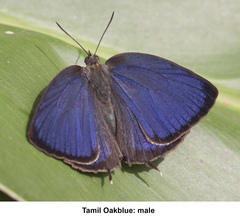 Arhopala bazaloides