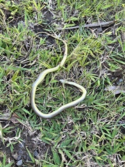 Psammophis mossambicus