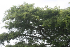 Vachellia tortilis