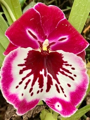 Miltonia