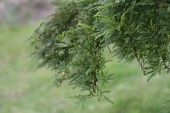 Vachellia tortilis