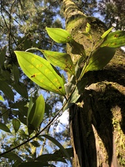 Cinnamomum austrosinense