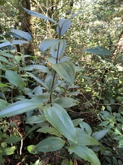 Cinnamomum austrosinense