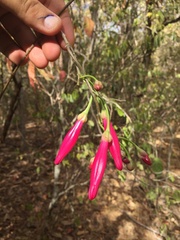 Ipomoea longistaminea