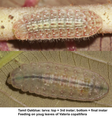Arhopala bazaloides