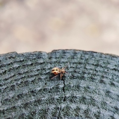 Dicyrtomina ornata