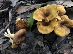 Cantharellus lewisii