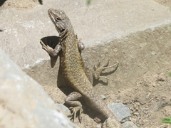 Liolaemus carlosgarini