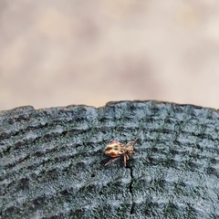 Dicyrtomina ornata