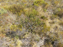 Leucadendron stelligerum