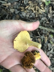 Cantharellus lewisii