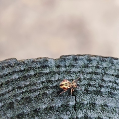 Dicyrtomina ornata