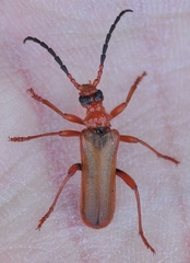 Rhamnusium bicolor