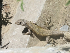 Liolaemus carlosgarini