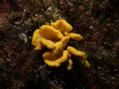 Axinella damicornis
