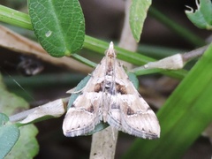 Diasemia accalis