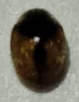Diomus tucumanus