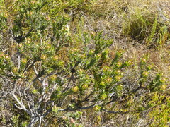 Leucadendron stelligerum