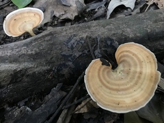 Microporellus obovatus