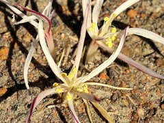 Gethyllis afra