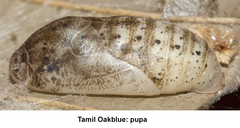 Arhopala bazaloides
