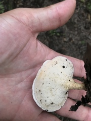 Microporellus obovatus