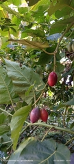 Solanum betaceum