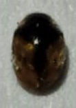 Diomus tucumanus