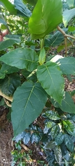 Solanum betaceum