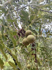 Juglans