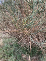Spartium junceum