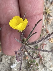 Eulobus sceptrostigma