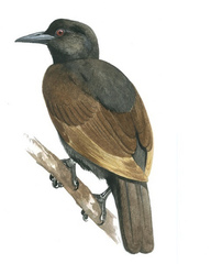 Halmahera Paradise-Crow photo 3