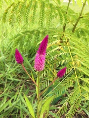 Celosia