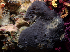 Irciniidae