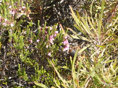 Erica axilliflora