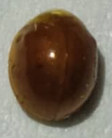 Cryptognatha auriculata