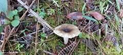 Russula iterika